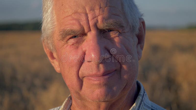 Στενός επάνω πορτρέτου του ηλικιωμένου καυκάσιου ατόμου που εργάζεται στον τομέα του σίτου στο ηλιοβασίλεμα